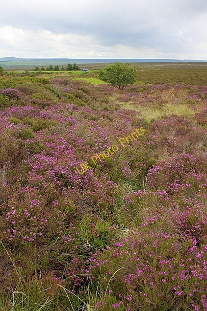 Photo 6"x4" Bell Heather, Stony Marl Moor Fylingthorpe c2010