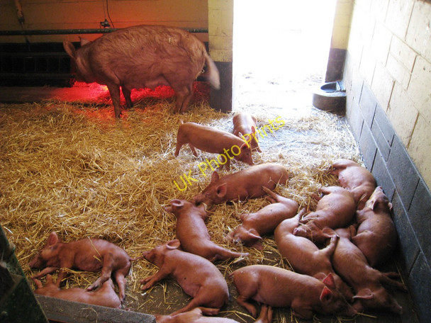 Photo 6"x4" Fifteen Piglets Townland Green c2010