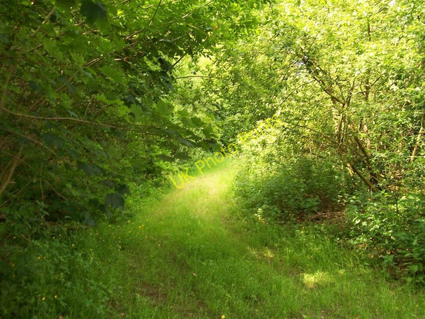 Photo 6"x4" Greenwood path in Coed Mynydd-Meilian Edern c2010