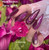 Plum Perfect