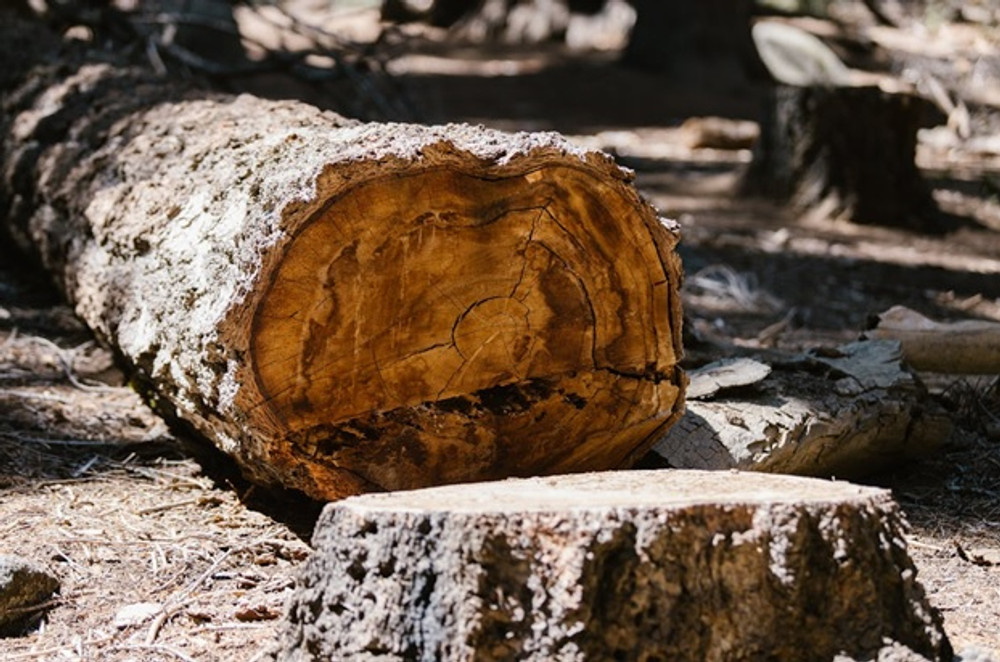 This Specialized Skid Steer Auger Bit Is the Next-Best Thing to a Stump Grinder