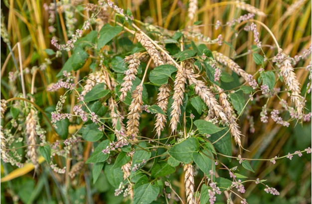 4 Useful Mini Skid Steer Attachments for Agricultural Land Management