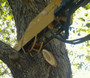 Skid Steer Limb Saw Attachment (Industrial Series) Skid Steer Limb Saw Attachment (Industrial Series)