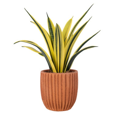Snake plant in a terracotta pot home decor
