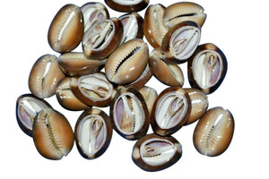 Loose Tiger Cowrie Shell  Pack Of 50