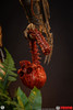Predator - 1:2 Scale