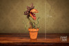 Carnivorous Plant