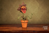 Carnivorous Plant