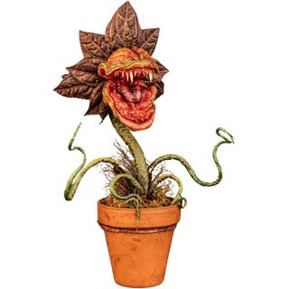 Carnivorous Plant