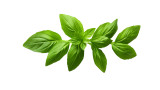 Basil Essential Oil