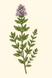 Thyme (White) Essential Oil