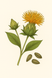 Safflower Oil