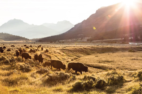 A Guide to Yellowstone's Gorgeous & Underrated Northern Range