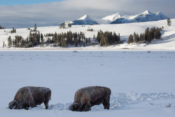 Exploring Yellowstone National Park in Winter