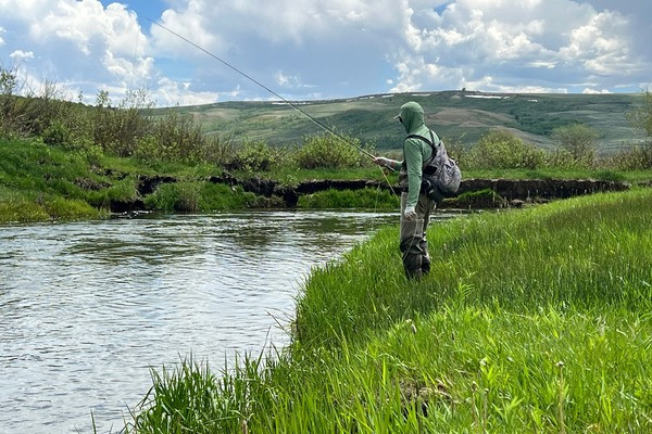 Which Fly Line Should I Use? Trout, Bass, and Saltwater Answered