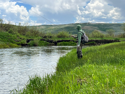 Which Fly Line Should I Use? Trout, Bass, and Saltwater Answered