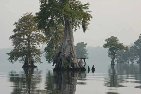 A Tour of America's Greatest Swamps