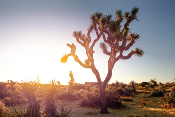 Insider’s Guide to Joshua Tree National Park