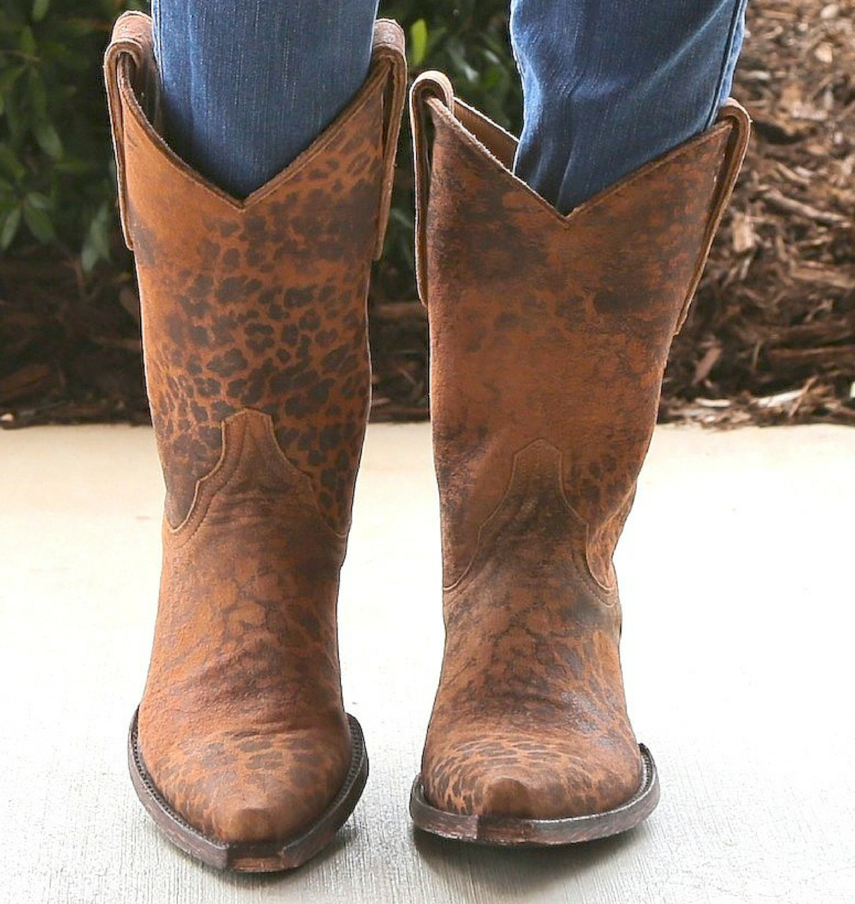 old gringo leopardito