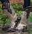 Old Gringo Bonnie Bone Boots L649-2