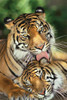 Image for Tigers Poster - Mother's Love