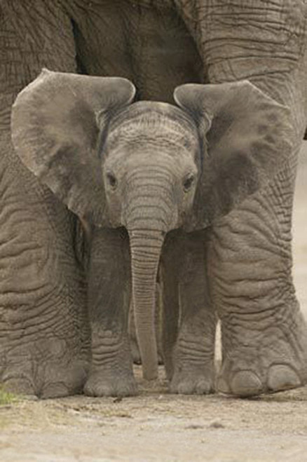Image for Big Ears Baby Elephant Poster