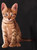 Closeup image for Cat Pose Juniors V-Neck T-Shirt Closeup image for Cat Pose Juniors V-Neck T-Shirt