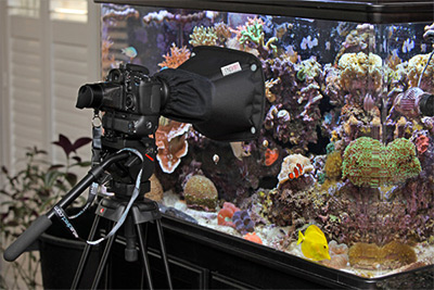 LENSKIRT on Salt Water Aquarium LENSKIRT on Salt Water Aquarium