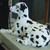 Dalmatian