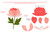 Stylized Peony Flower SVG Cut Files Optional Details & Assembly Info Stylized Peony Flower SVG Cut Files Optional Details & Assembly Info