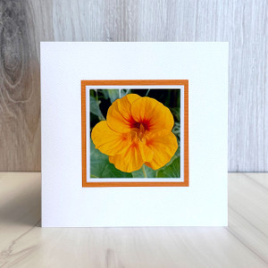 Nasturtium 2 - San Diego, California