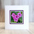 Pink Wood Sorrel - Tuscany, Italy Pink Wood Sorrel - Tuscany, Italy