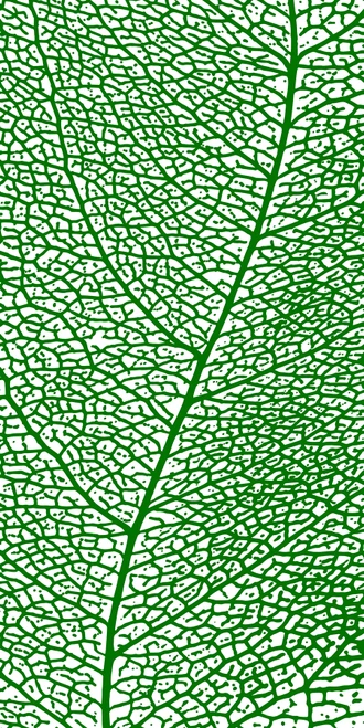 Leaf Skeleton Photographic Illustrated Fusion 4 ft. x 8 ft. Glue-Up FRP Wall Panel
