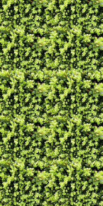 Greenery Wall Organics Fusion 4 ft. x 8 ft. Glue-Up FRP Wall Panel