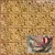 Crowning Glory 2 ft x 2 ft - Acoustical Perforated Tin Ceiling Tiles - #208 - (Pack of 20) / 80 sqft - Lincoln Copper