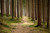 Mystical Forest Murals Fusion 4 ft. x 8 ft. Glue-Up FRP Wall Panel