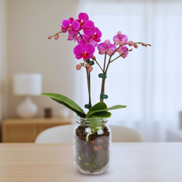 Phalaenopsis Orchid in Glass Mason Jar