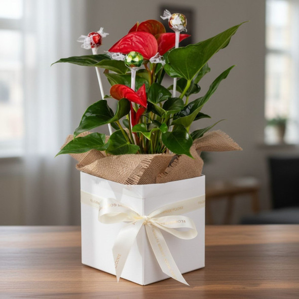 Anthurium & Lindt Chocolate Gift