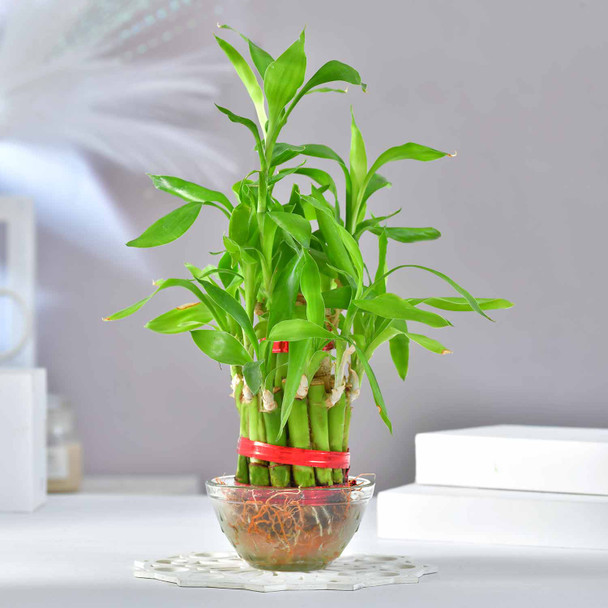 Memorable Birthday Present