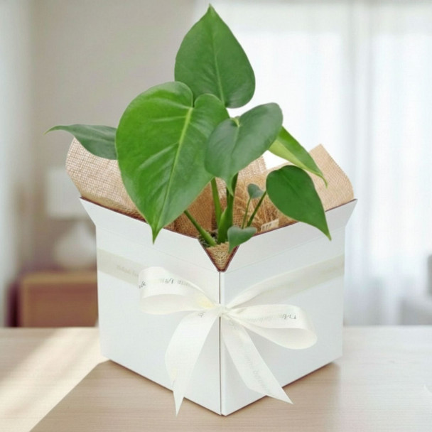 Monstera Deliciosa Plant