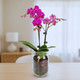 Phalaenopsis Orchid in Glass Mason Jar