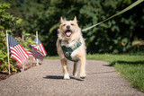 Ensure Safety on Evening Walks with Reflective Dog Gear