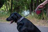 Discover My Favorite Trendy Camouflage Collars for Dogs
