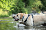 Why I Love Camo Dog Collar Styles for My Pet's Look