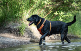 Selecting a Best Dog Harness for Your Energetic Pup