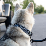 Why Your Pet Will Love Camo Dog Collars