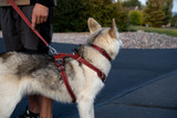 Comfort Fit Dog Harnesses: Key Features That Matter
