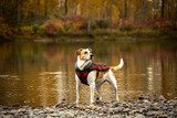 Warm Tails, Happy Hearts: A Guide to Keeping Your Dog Cozy in Cold and Wet Weather