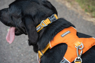 Comfort Fit Dog Harness Size Guide for Happy Walks