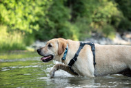 Why I Love Camo Dog Collar Styles for My Pet's Look